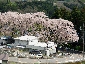 2010317sakura0069.jpg