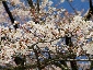 2010317sakura0111.jpg