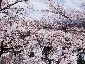 2010317sakura0149.jpg