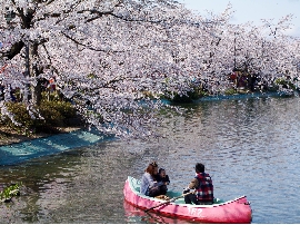 2010317sakura0303.jpg