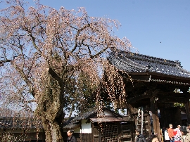 2010317sakura0495.jpg