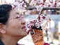 2010317sakura0493.jpg