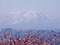 2010317sakura0516.jpg