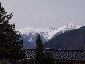 2010317sakura0746.jpg