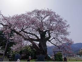 2010317sakura0789.jpg