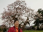 2010317sakura0816.jpg