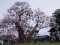 2010317sakura0820.jpg