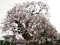 2010317sakura0862.jpg