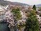 2010317sakura0922.jpg