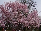 2010317sakura0938.jpg