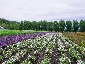 201008hokkaido_3160.jpg