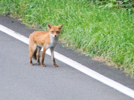 201008hokkaido_3646.jpg