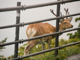 201008hokkaido_1108.jpg