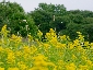 201008hokkaido_1988.jpg