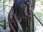 yakushima201012_0540.jpg