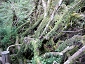 yakushima201012_0568.jpg