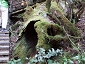 yakushima201012_0576.jpg