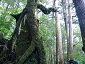 yakushima201012_0580.jpg