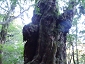 yakushima201012_0598.jpg