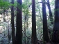 yakushima201012_0614.jpg