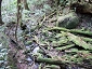 yakushima201012_0630.jpg