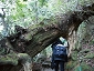 yakushima201012_0637.jpg