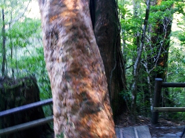 yakushima201012_0636.jpg