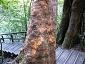 yakushima201012_0643.jpg