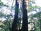 yakushima201012_0657.jpg