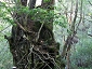 yakushima201012_0663.jpg