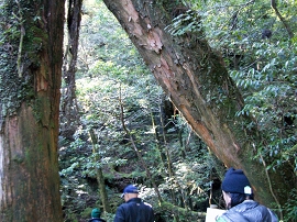 yakushima201012_0680.jpg