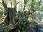 yakushima201012_0678.jpg