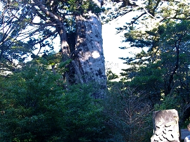 yakushima201012_0751.jpg