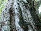 yakushima201012_0742.jpg