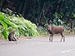 yakushima201012_1065.jpg