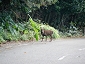 yakushima201012_1082.jpg