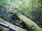 yakushima201012_0469.jpg