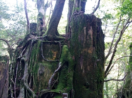 yakushima201012_0485.jpg