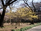 gyoen110319_020_0940.jpg