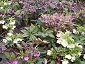 gyoen110319_088_1023.jpg