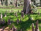 gyoen110319_124_1056.jpg