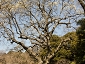 gyoen110319_155_1114.jpg