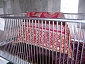 bangla2814_30 1128.jpg