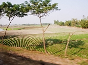 bangla3238_30 1651.jpg