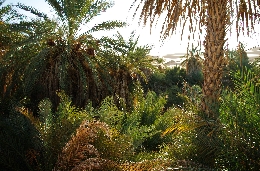 libya_4861.jpg