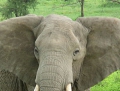 450px-Elephant_near_ndutu.jpg