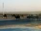 turkmenistan_ 1624 26 1229.jpg