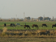 turkmenistan_ 1201 25 2010.jpg